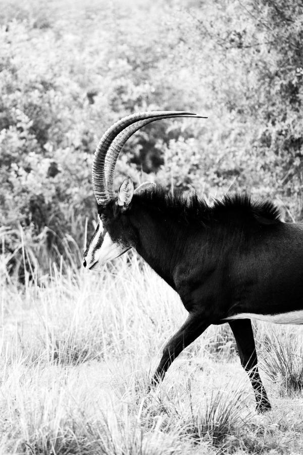 Letamo At Qwabi Private Game Reserve By Newmark Bela-Bela Exterior photo